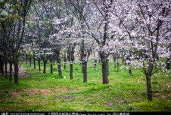 樱花校园最新大爆料视频,独家视频带你领略青春风采