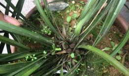 兰花姐姐最新爆料