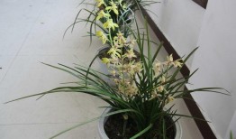 兰花姐姐最新爆料