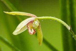 兰花姐姐最新爆料