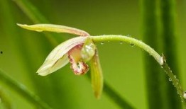 兰花姐姐最新爆料